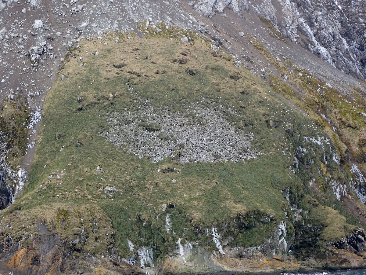 Macaroni Penguin - ML647072521