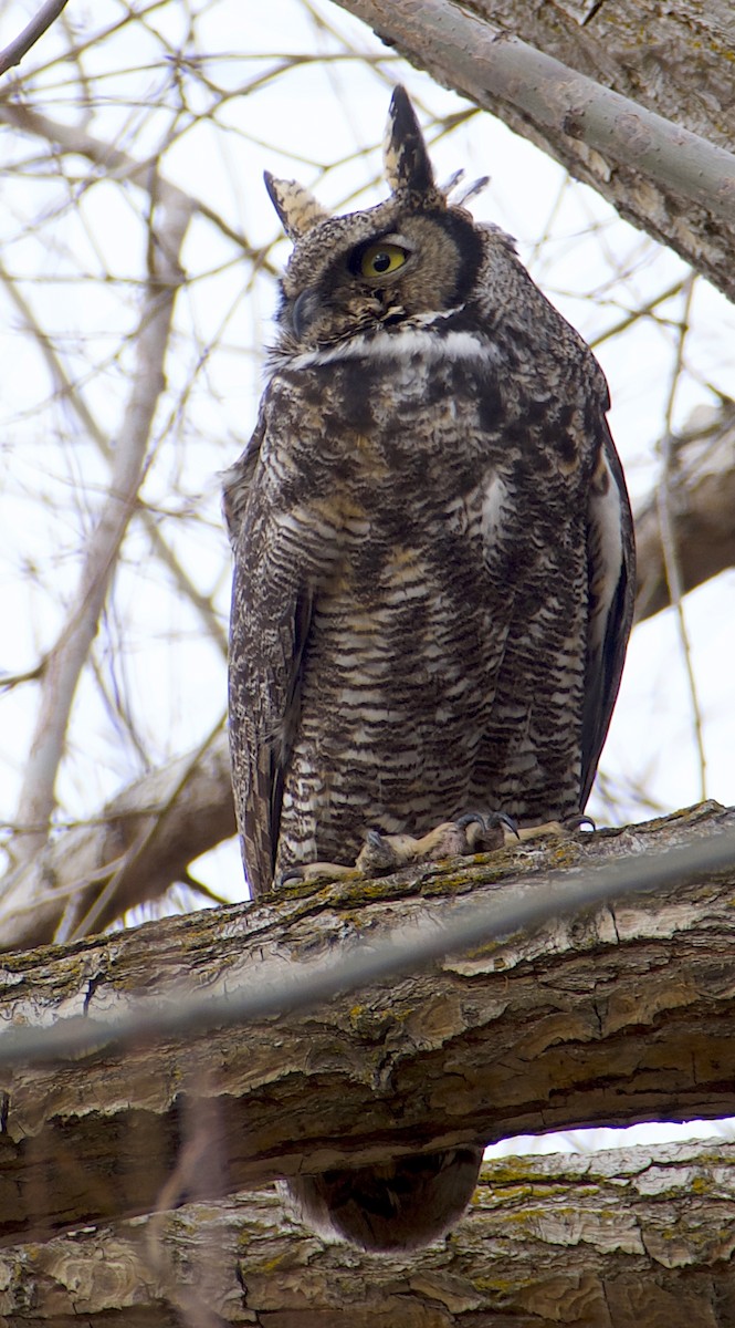 Great Horned Owl - ML647072522