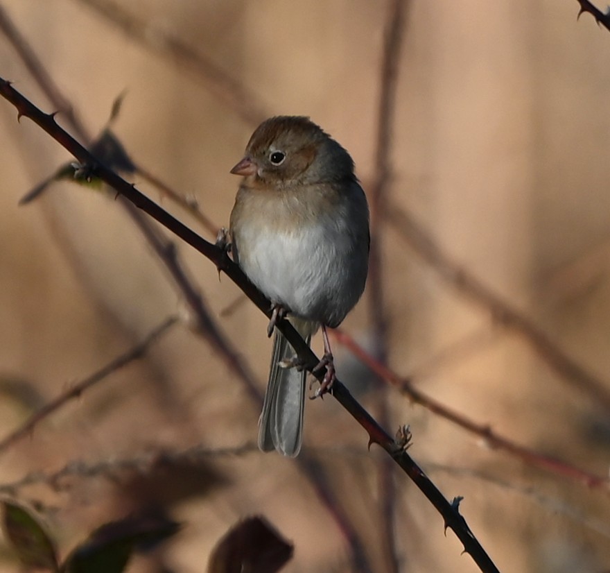Field Sparrow - ML647072523