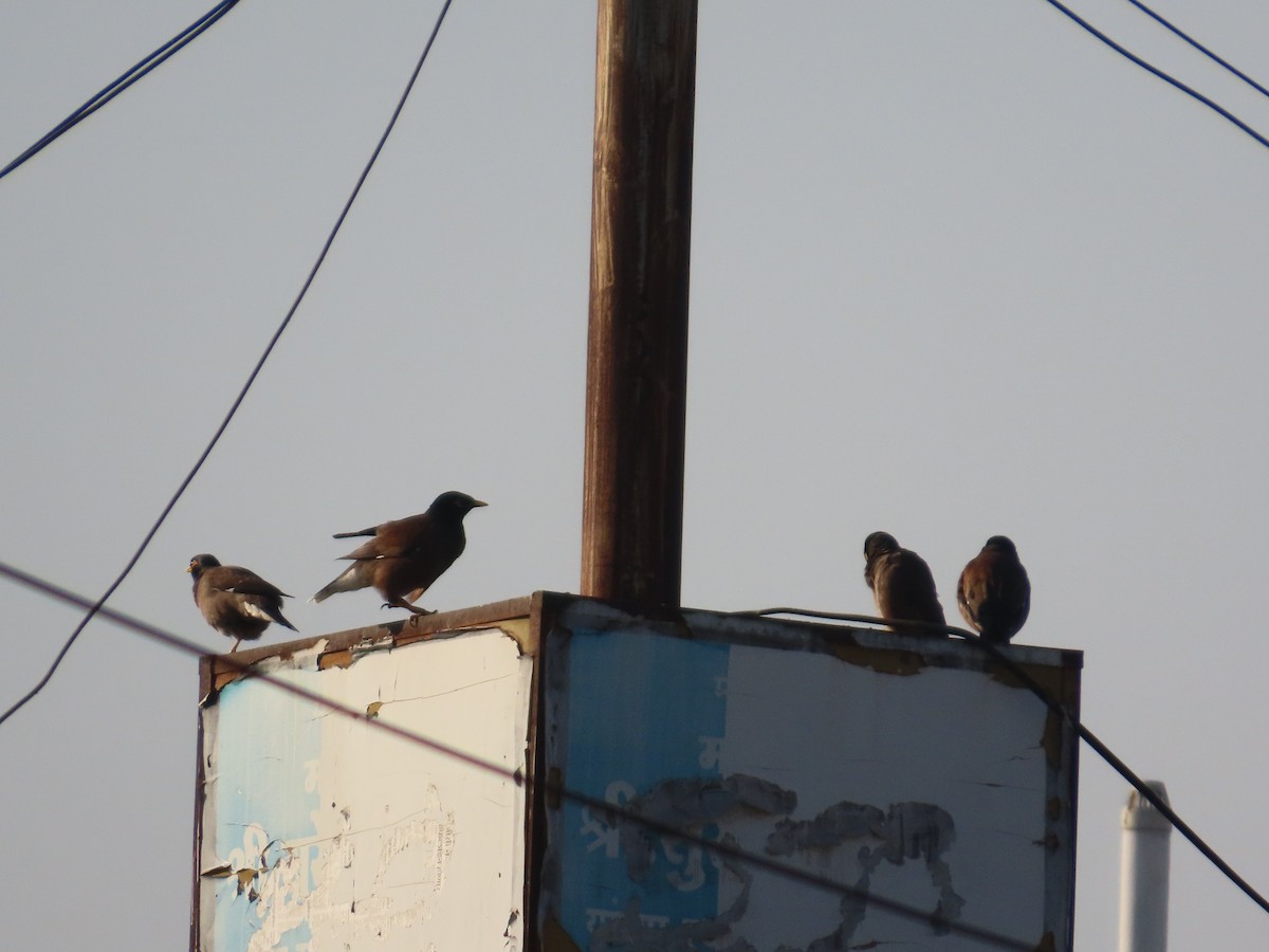 Common Myna - ML647072525