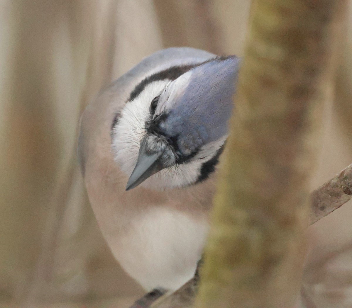 Blue Jay - ML647072526