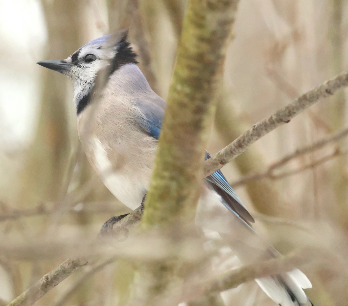 Blue Jay - ML647072527
