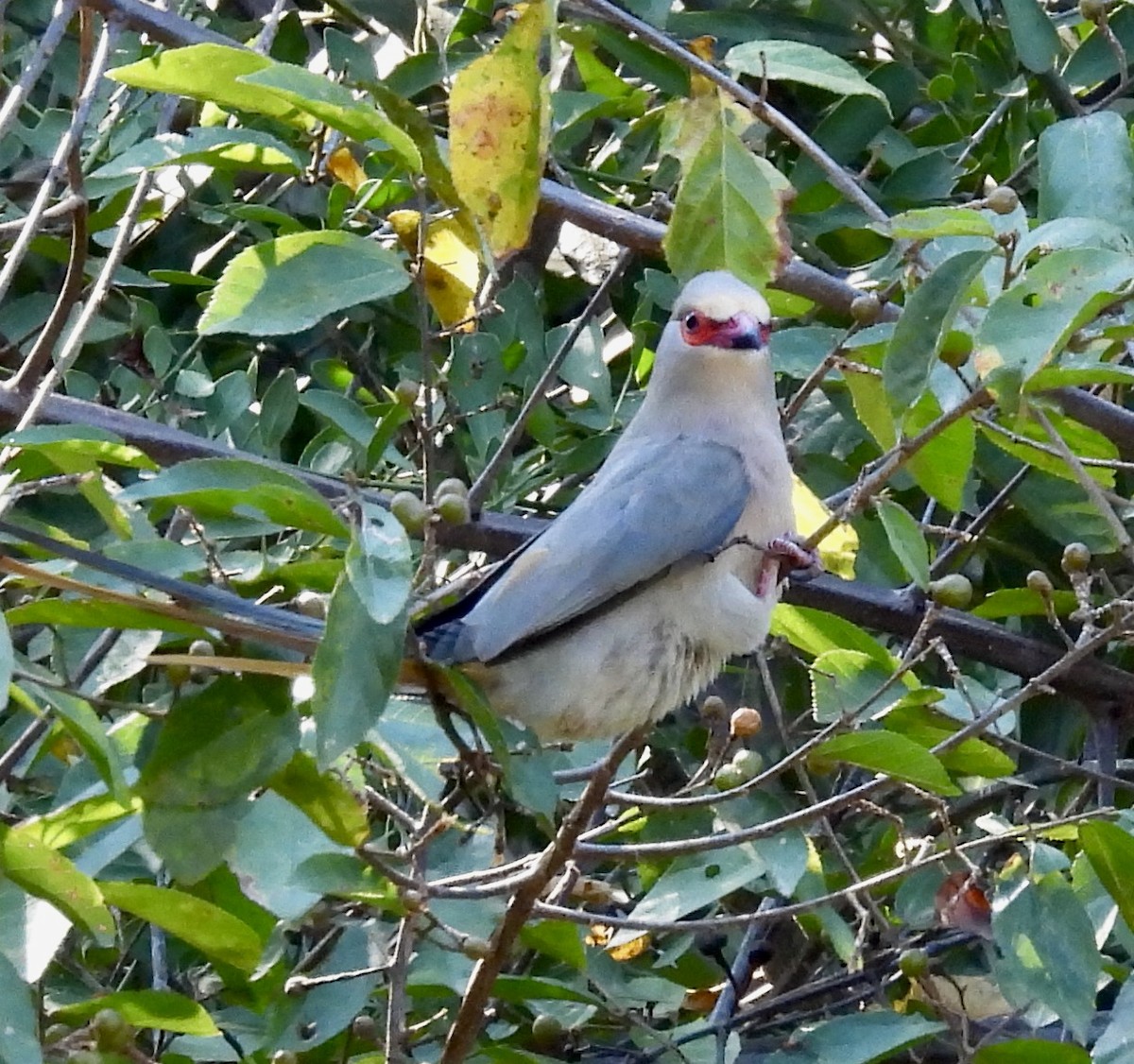 Паяро вохристоволий - ML647072531