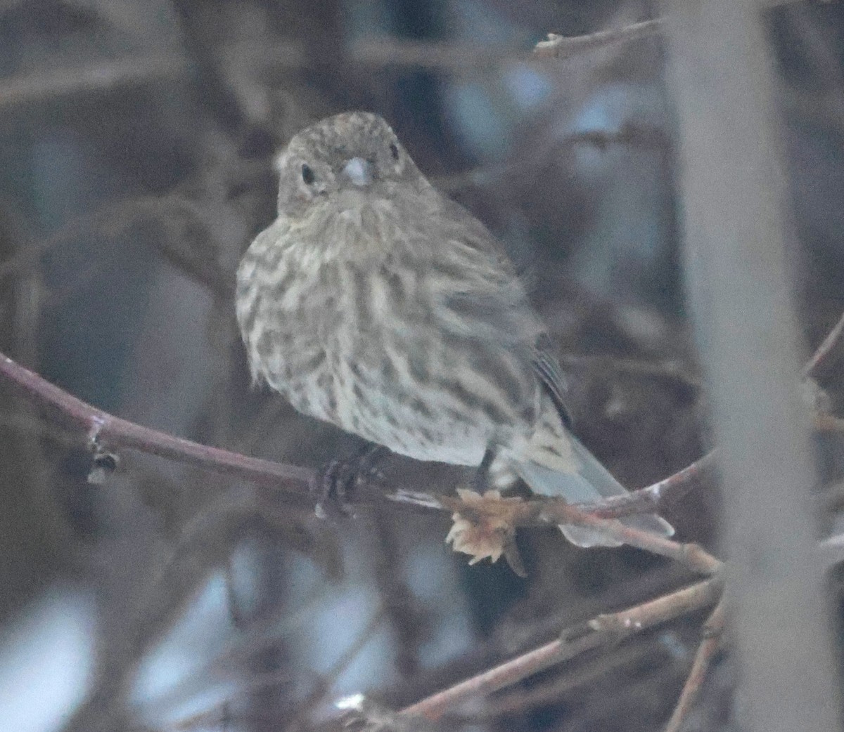 House Finch - ML647072532