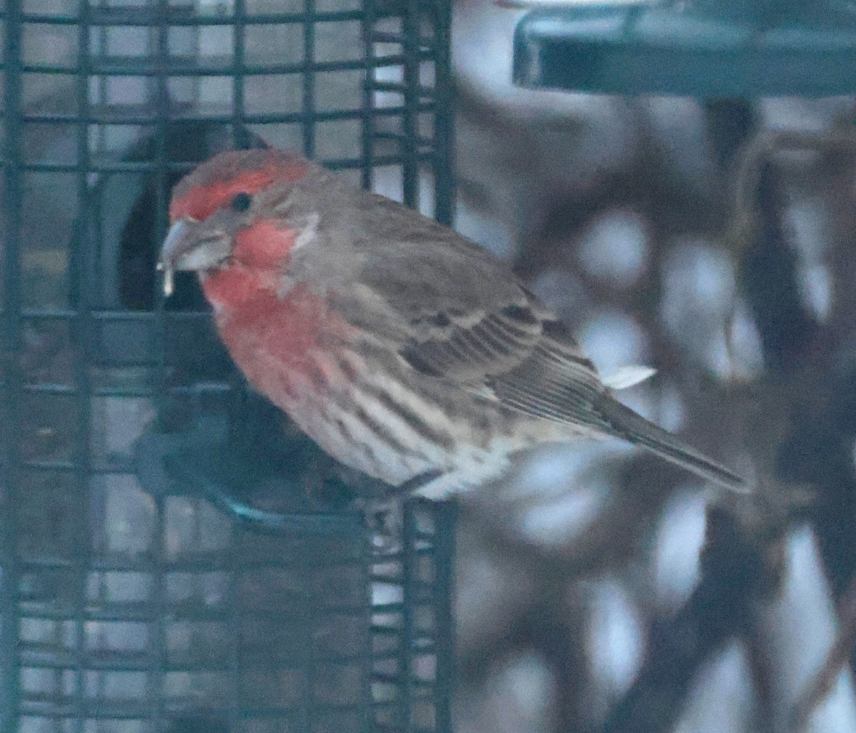 House Finch - ML647072533