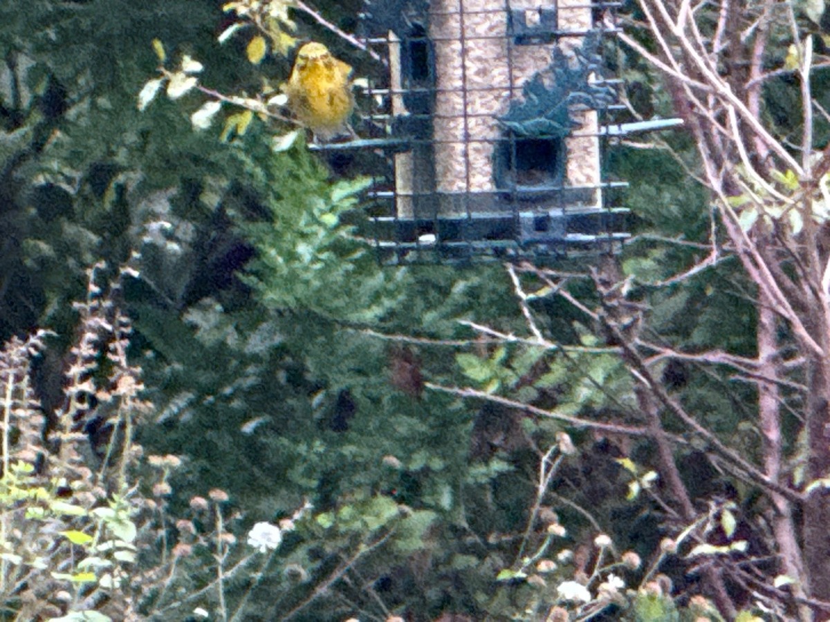 Pine Warbler - ML647072543