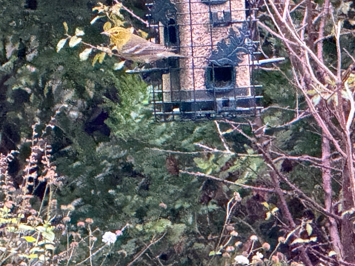 Pine Warbler - ML647072544