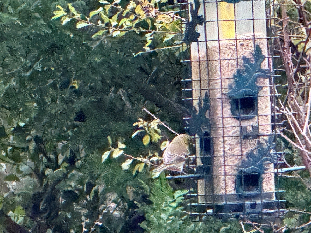 Pine Warbler - ML647072545