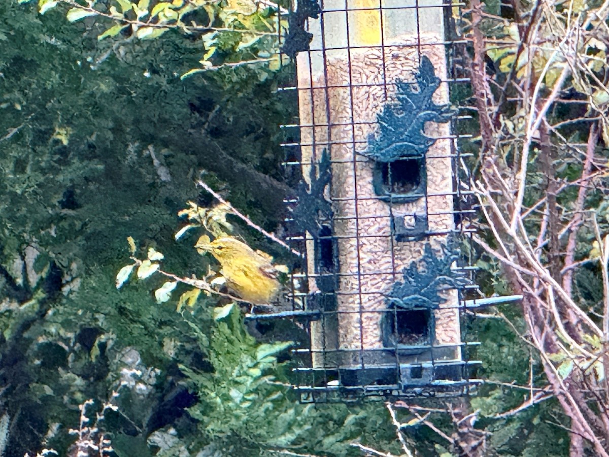 Pine Warbler - ML647072546