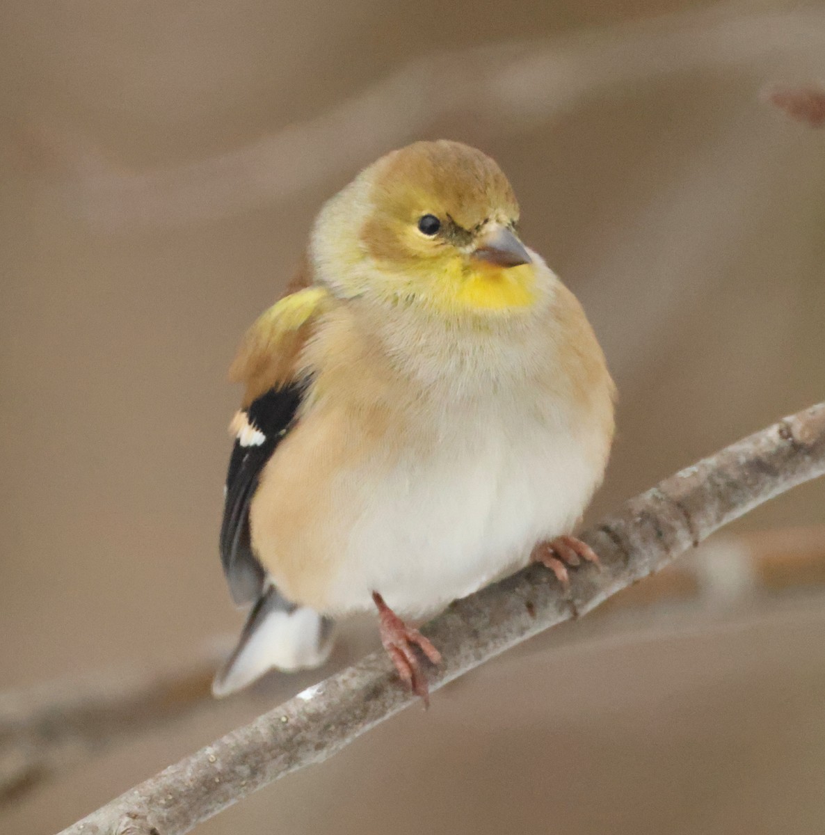 American Goldfinch - ML647072549