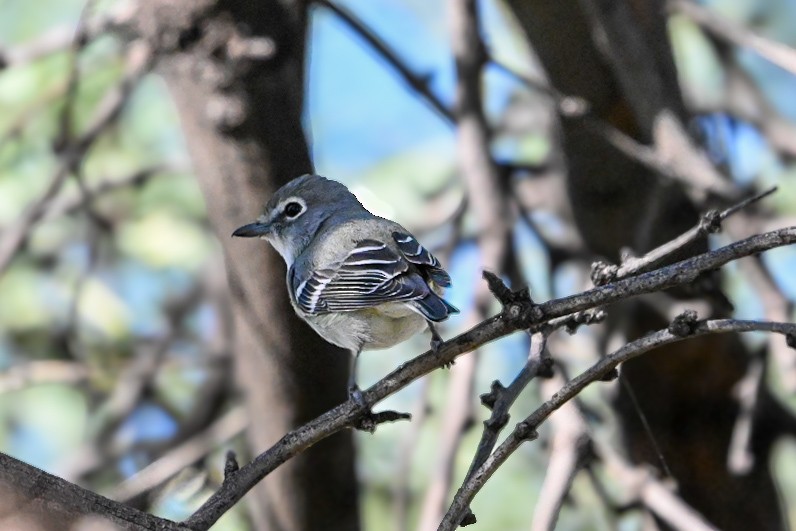 Plumbeous Vireo - ML647072550