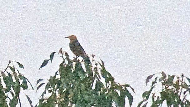 Red-billed Starling - ML647072552