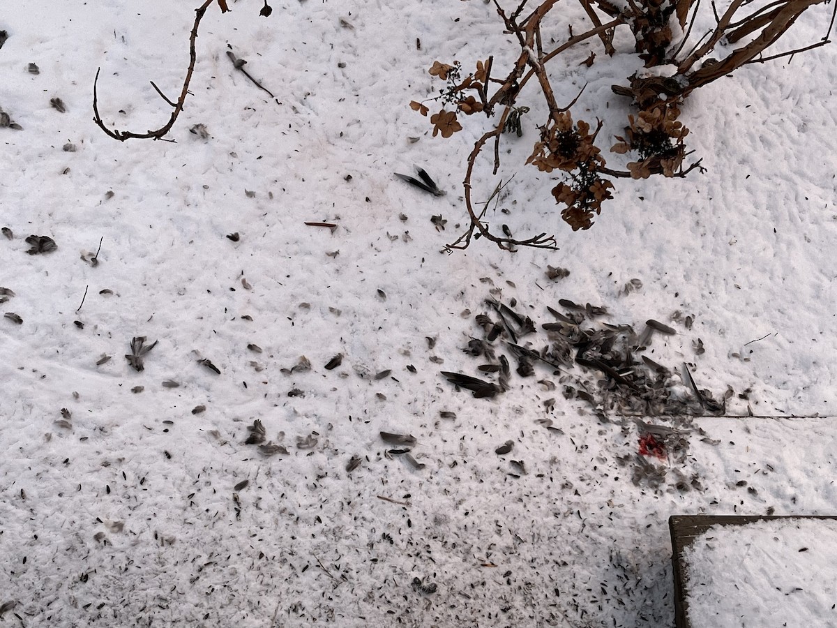 Cooper's Hawk - ML647072553