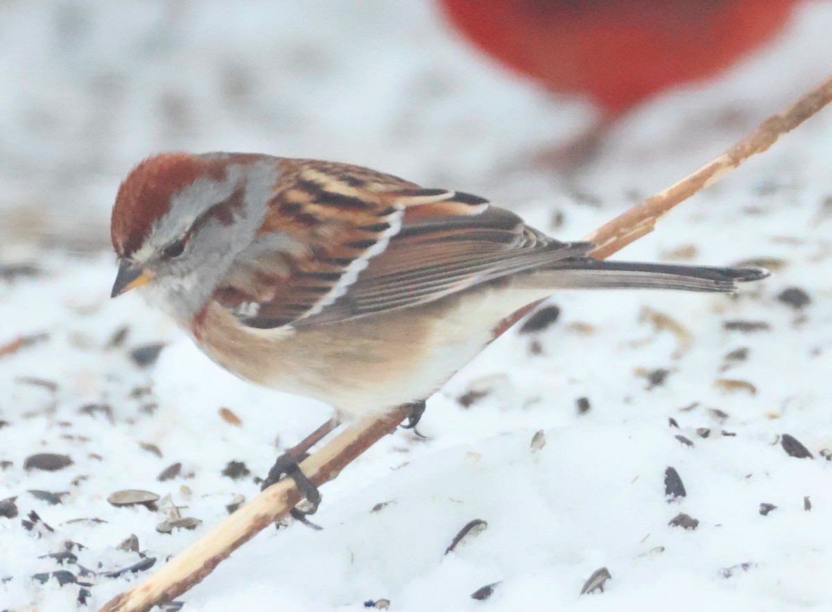 ムナフヒメドリ - ML647072555