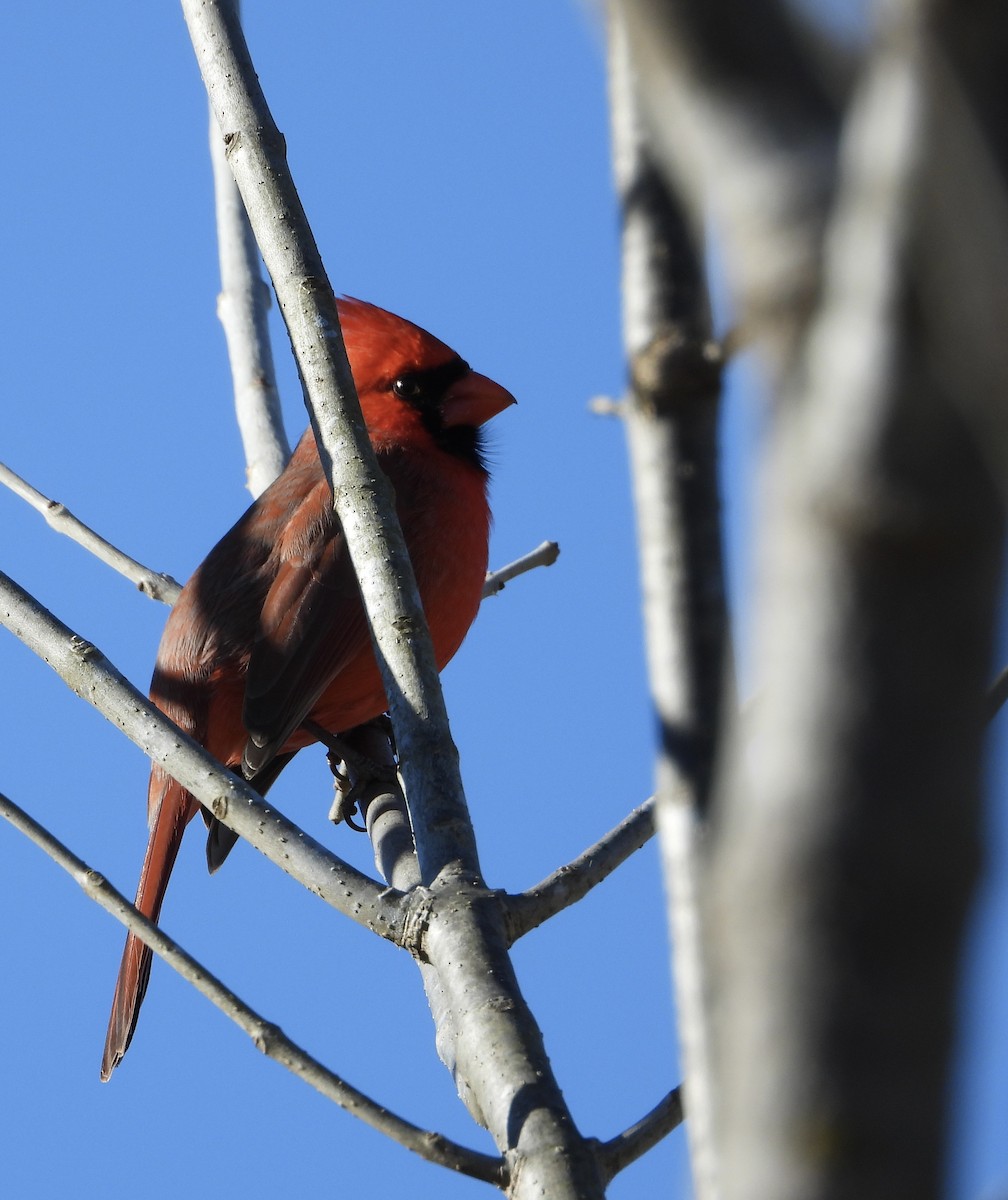 Northern Cardinal - ML647072557