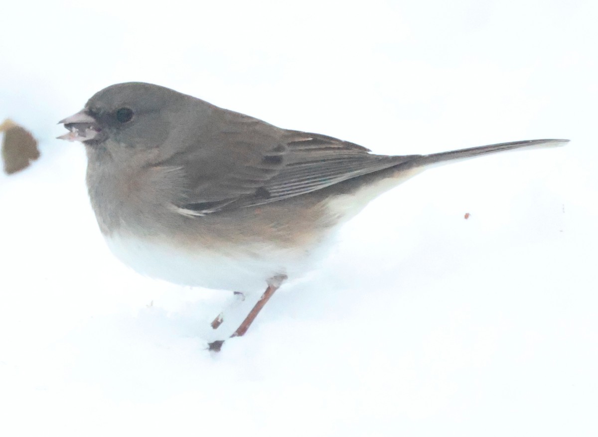 Dark-eyed Junco - ML647072558