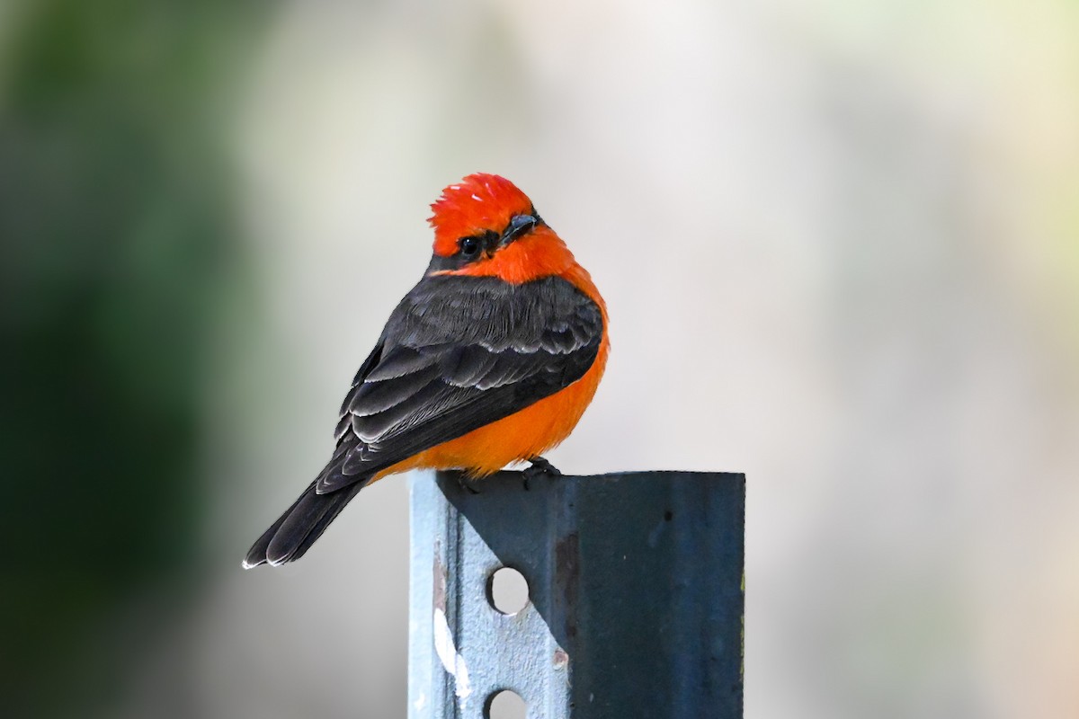 Vermilion Flycatcher - ML647072559