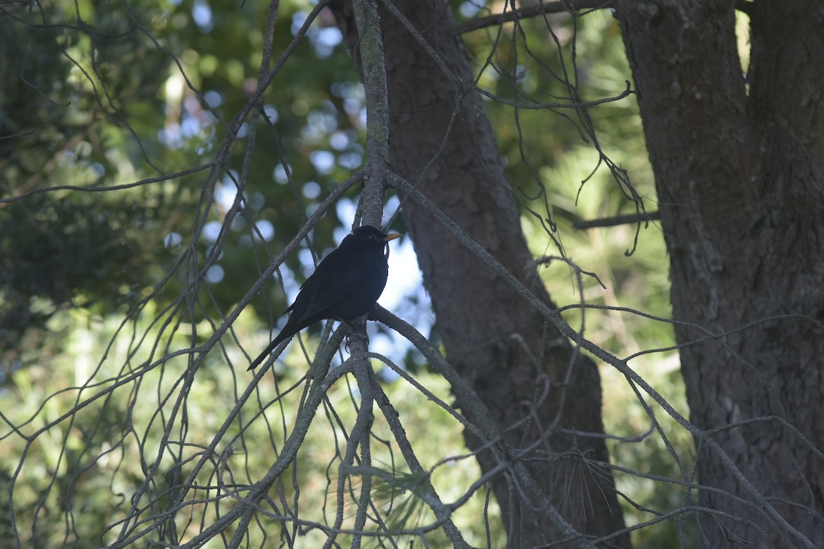 ニシクロウタドリ - ML647072560