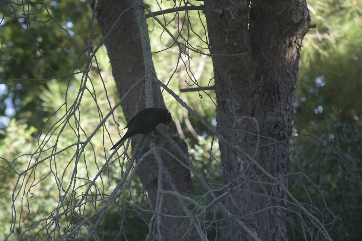 ニシクロウタドリ - ML647072561