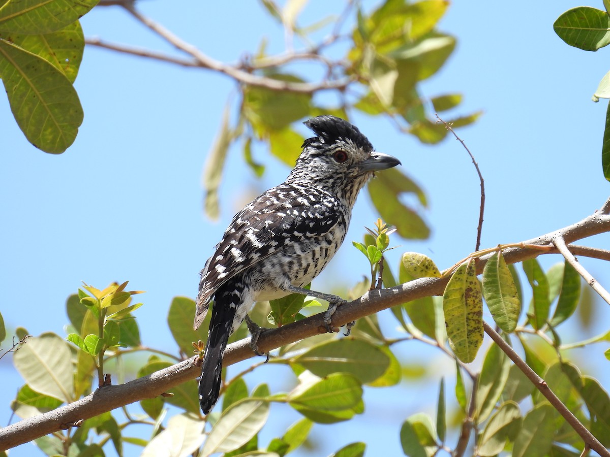 Barred Antshrike (Caatinga) - ML647072563