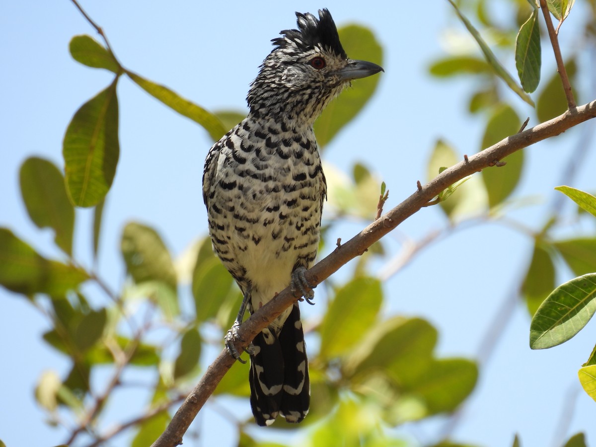 Barred Antshrike (Caatinga) - ML647072564