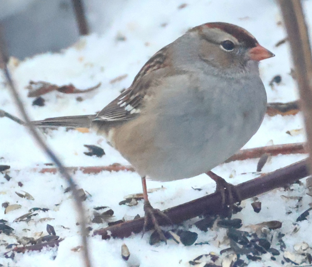 White-crowned Sparrow - ML647072565