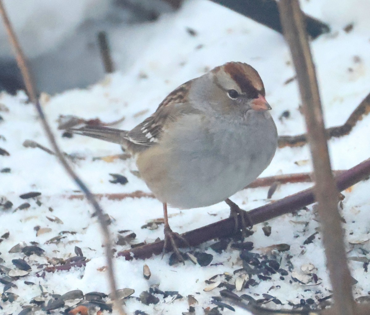 White-crowned Sparrow - ML647072566