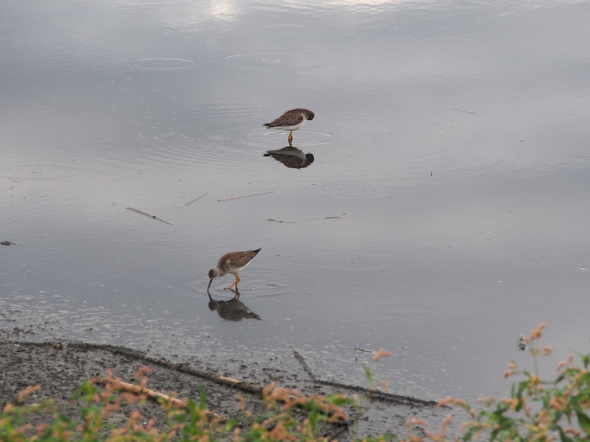 Lesser Yellowlegs - ML647072568
