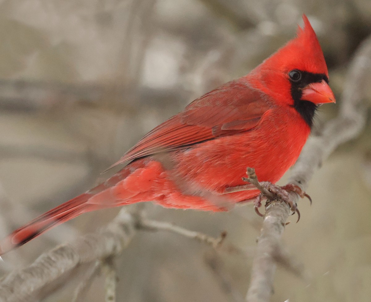 Northern Cardinal - ML647072569