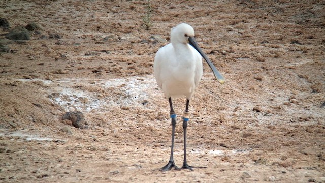 Mokozabal zuria - ML647072572