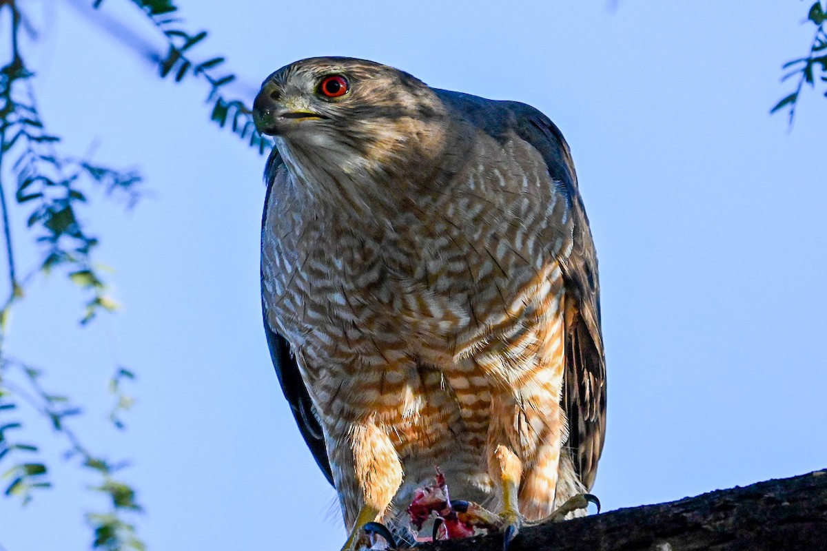 Cooper's Hawk - ML647072576