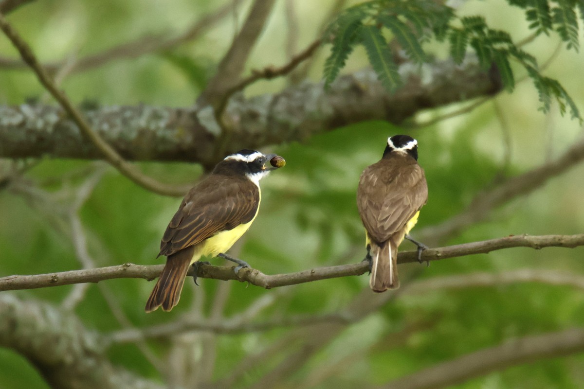 キバラオオタイランチョウ - ML647072579