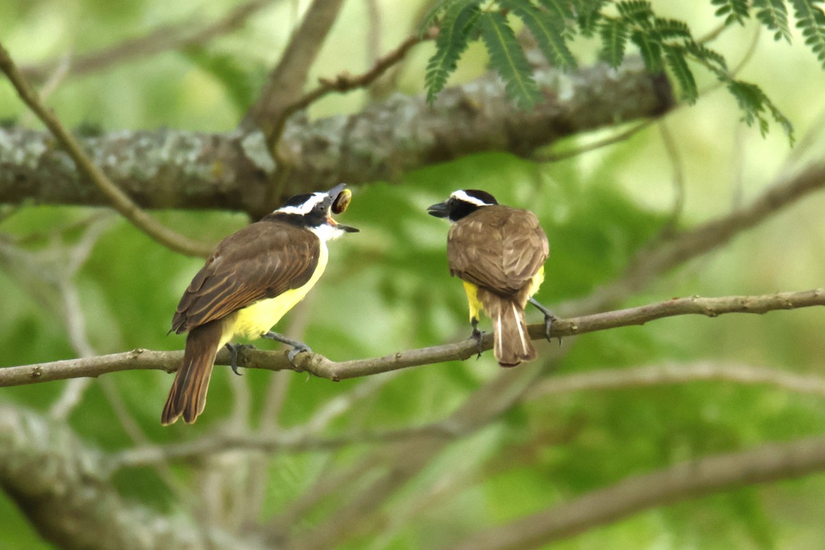 キバラオオタイランチョウ - ML647072580