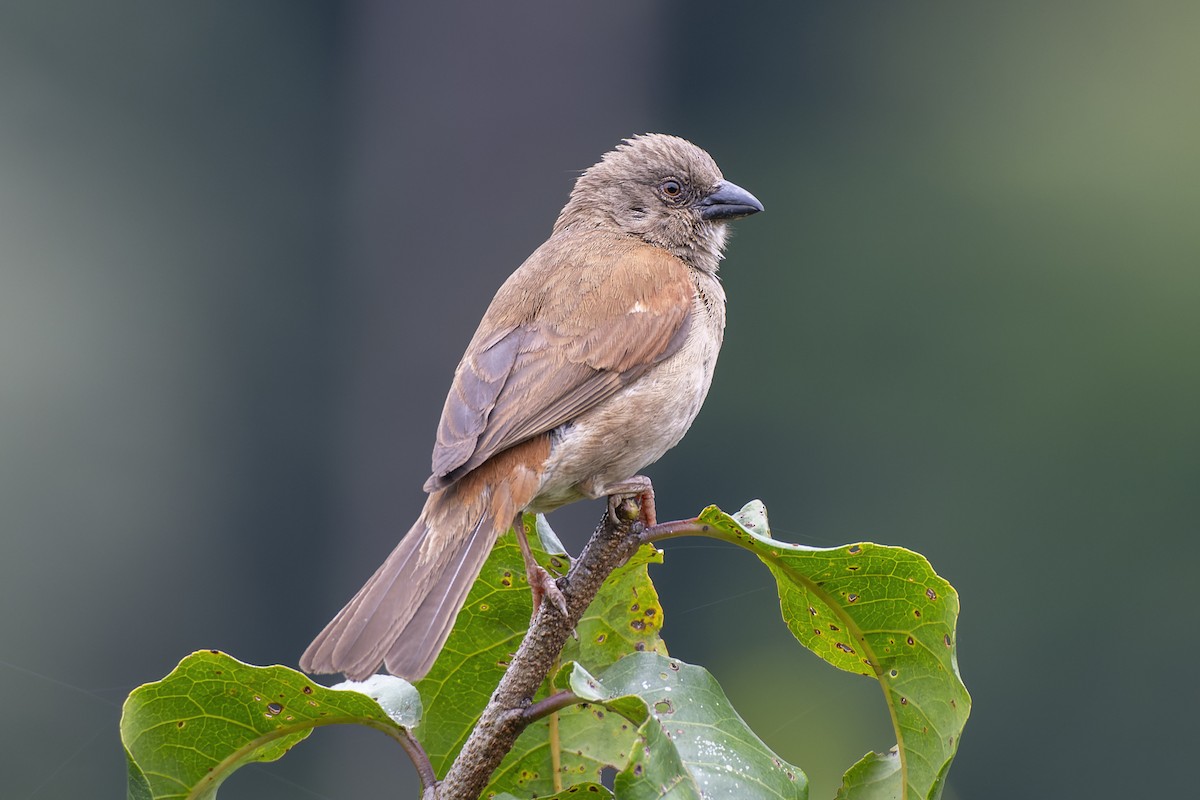Northern Gray-headed Sparrow - ML647072593