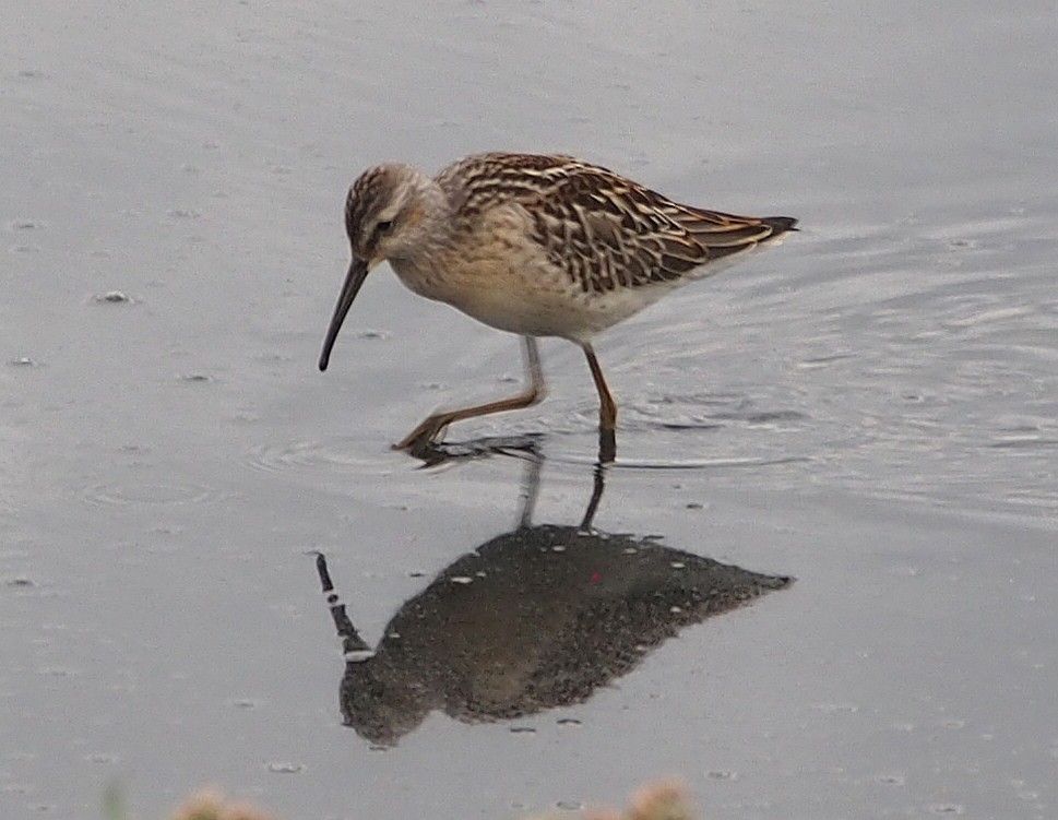 Stilt Sandpiper - ML647072595