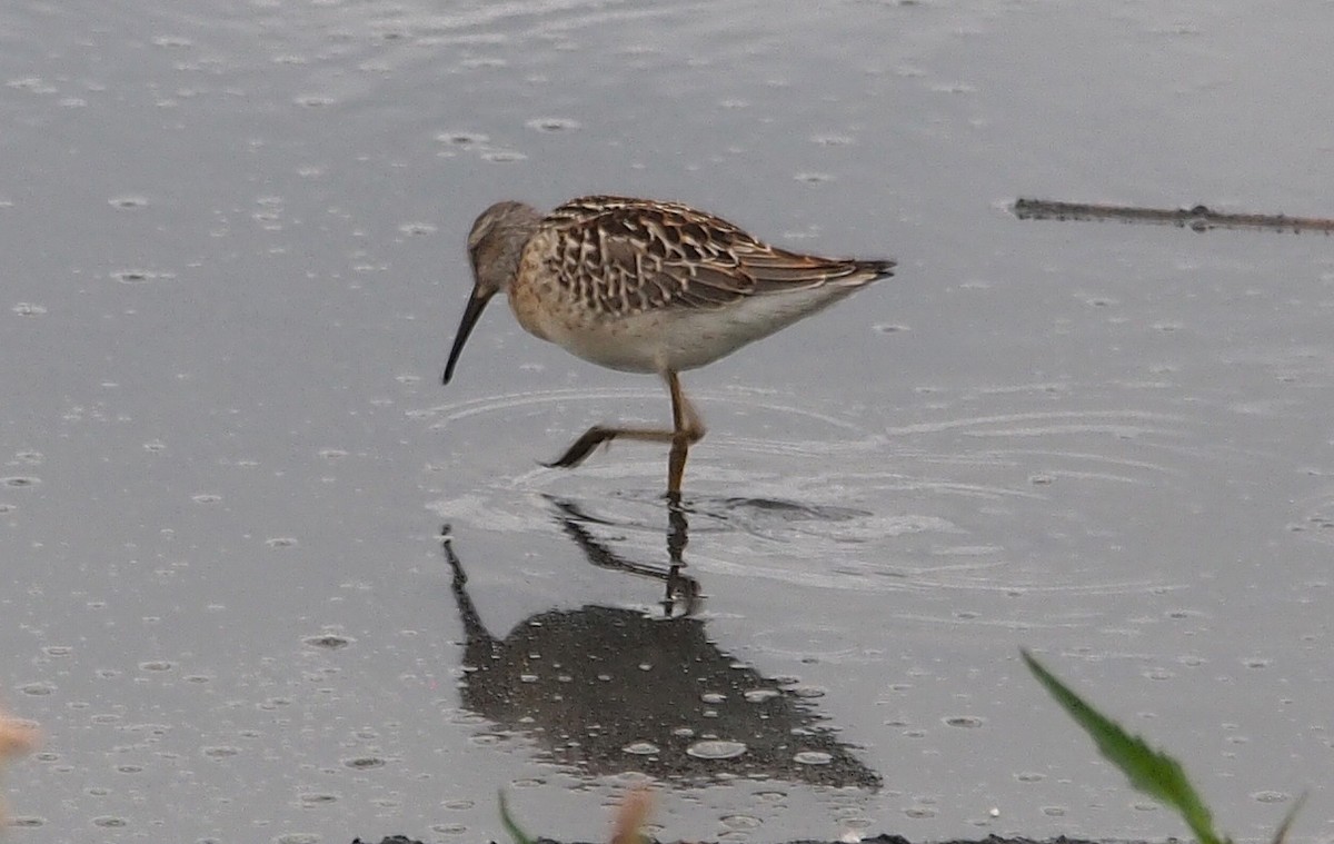 Stilt Sandpiper - ML647072596