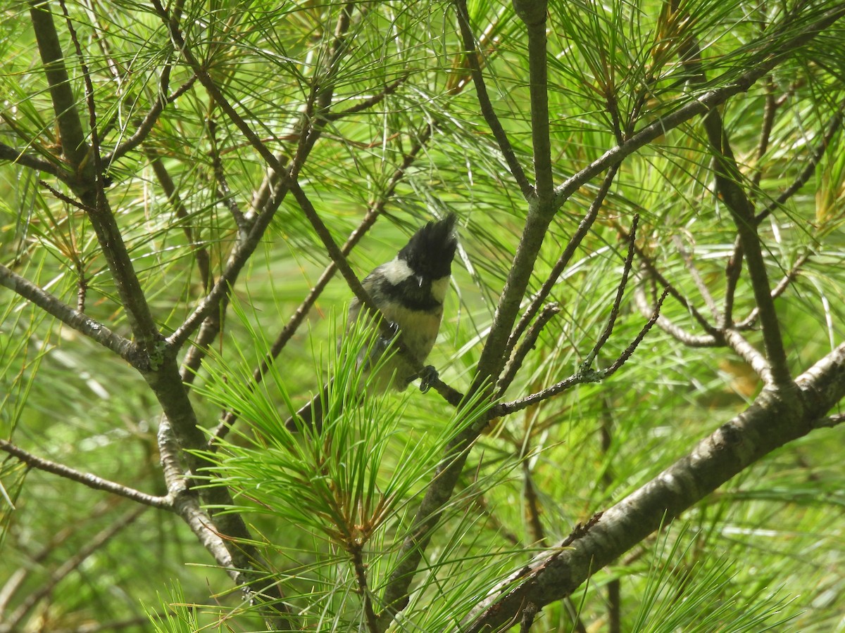 Coal Tit - ML647072599
