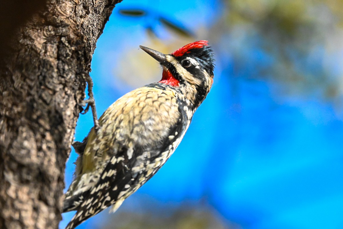 Red-naped Sapsucker - ML647072600