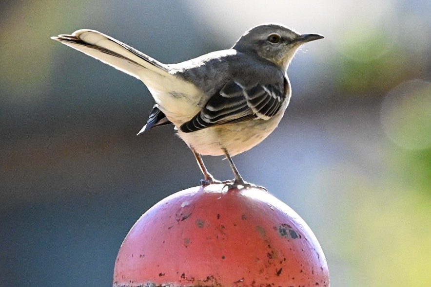 Northern Mockingbird - ML647072603