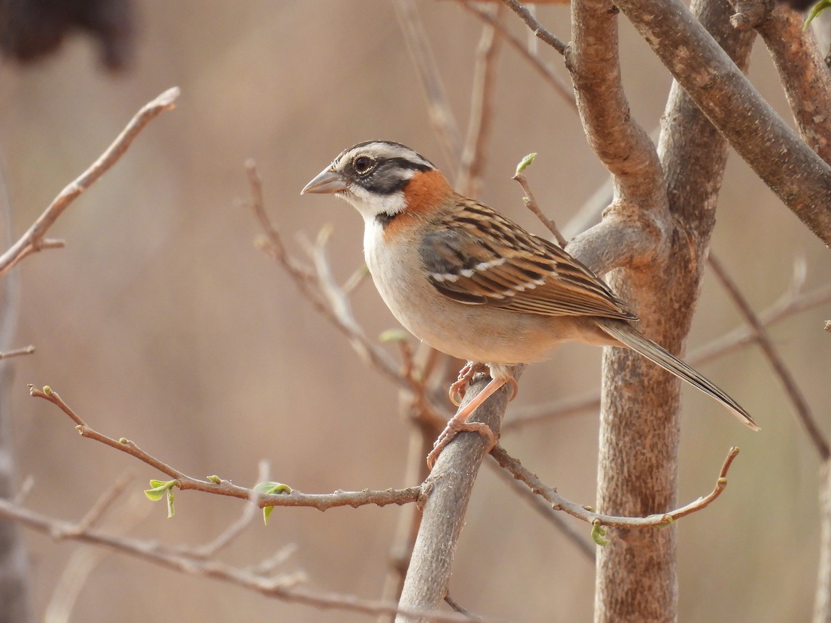 Rufous-collared Sparrow - ML647072605
