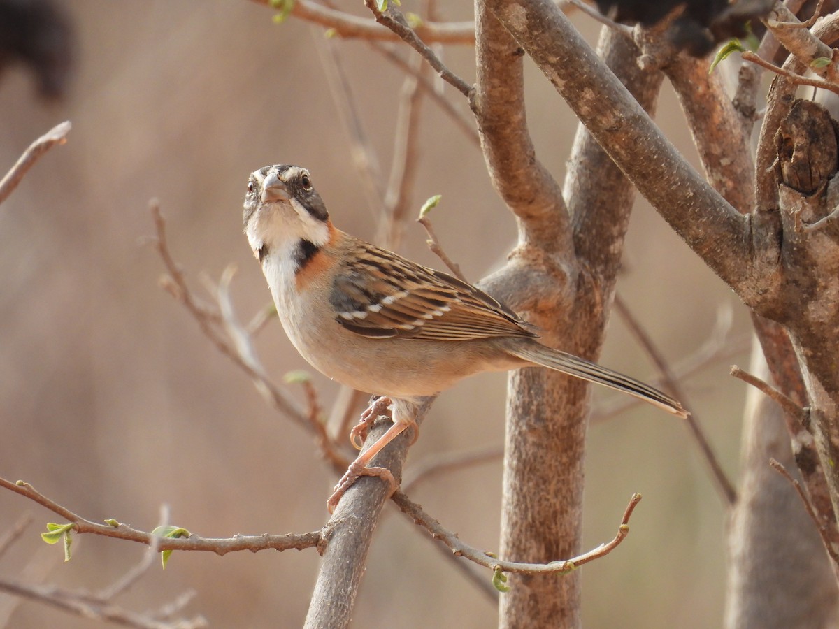 Rufous-collared Sparrow - ML647072606