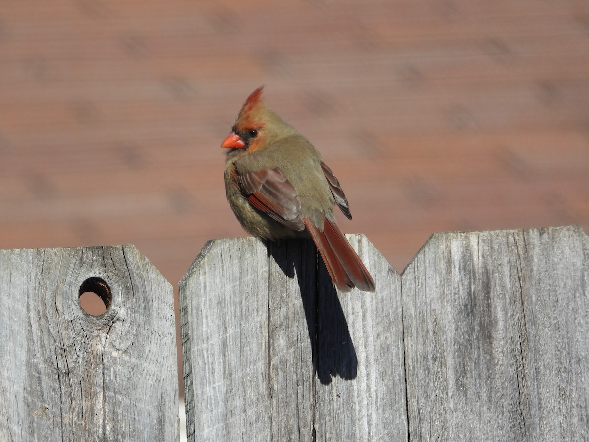 Northern Cardinal - ML647072618