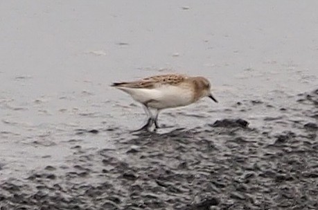 Semipalmated Sandpiper - ML647072619