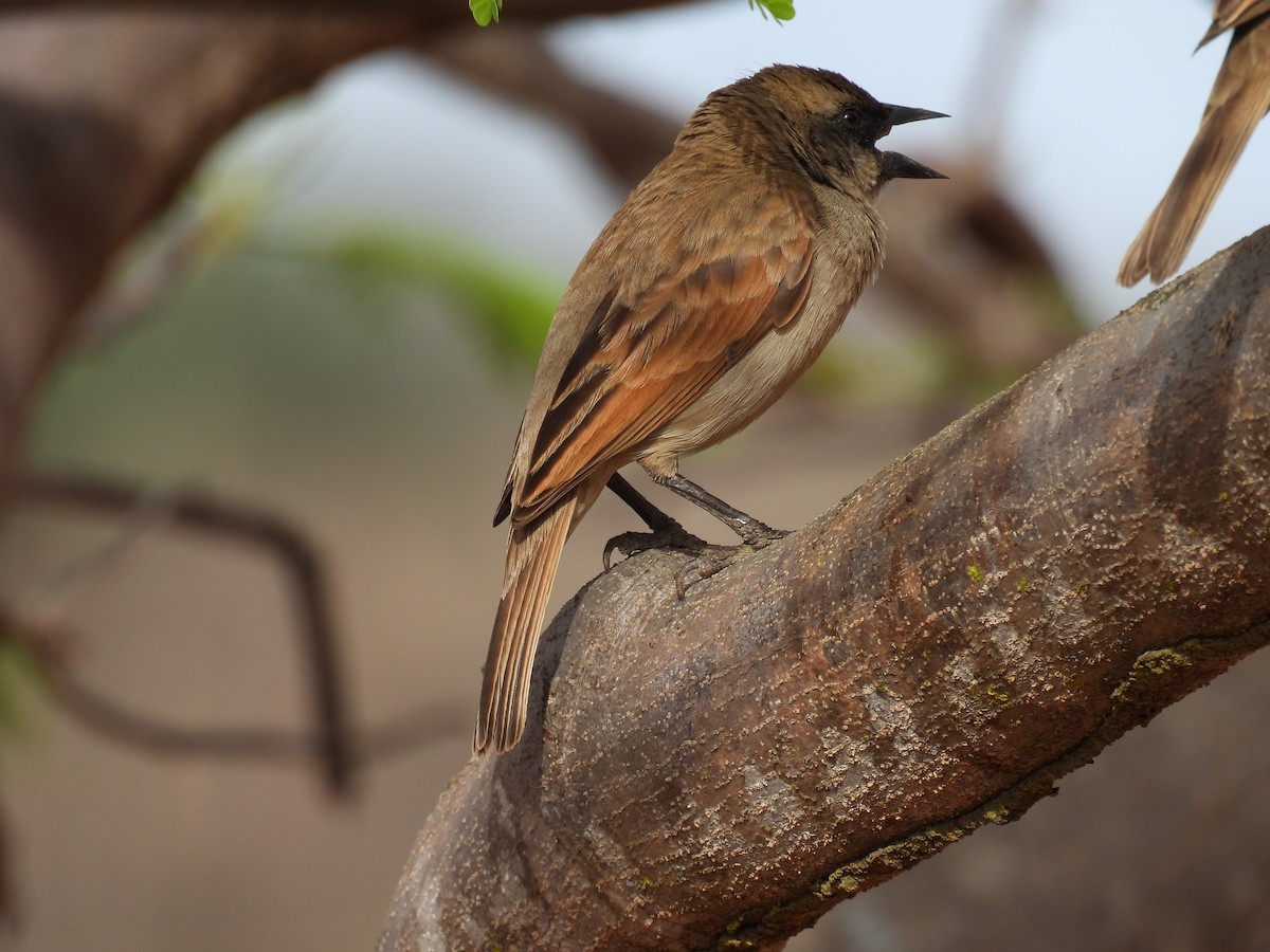 Pale Baywing - ML647072624