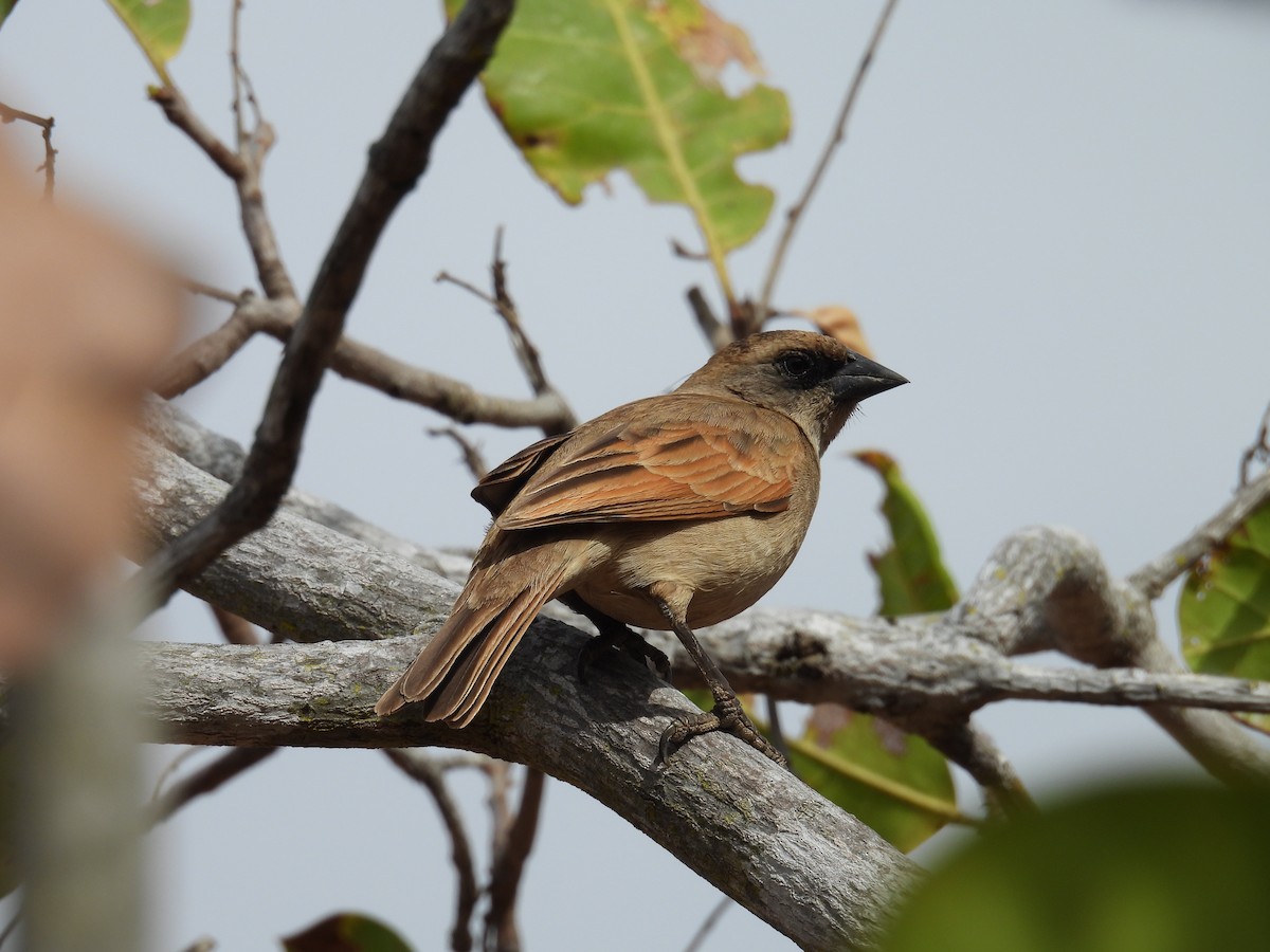 Pale Baywing - ML647072625