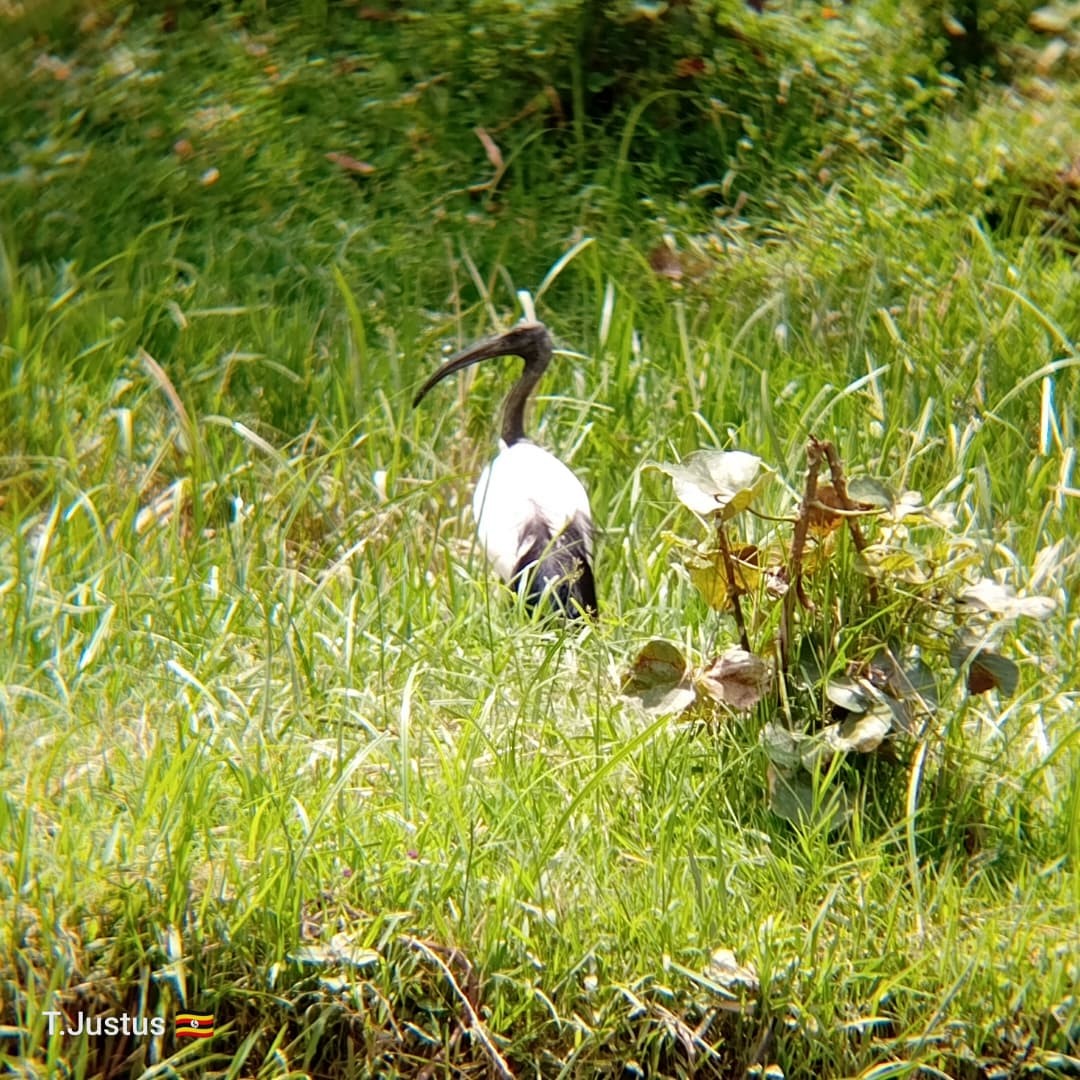 African Sacred Ibis - ML647072629