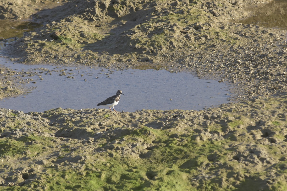 Ruddy Turnstone - ML647072637