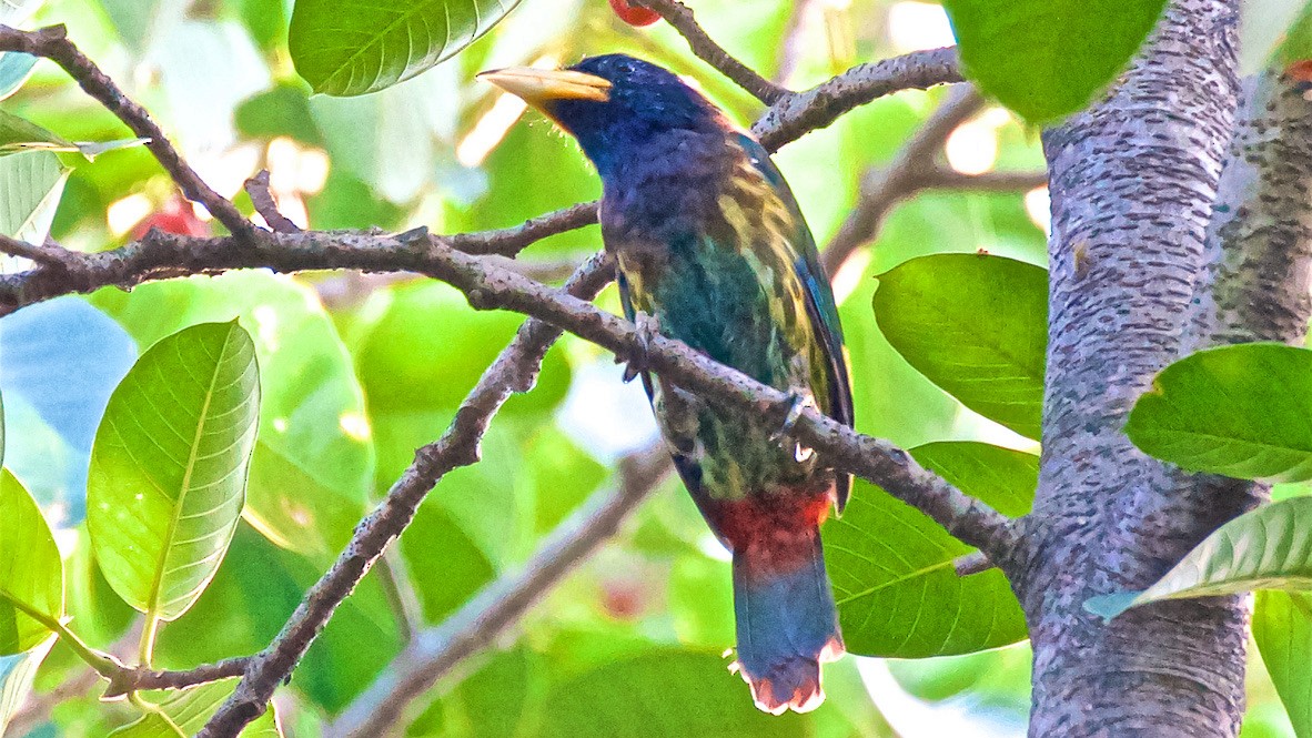 Great Barbet - ML647072648