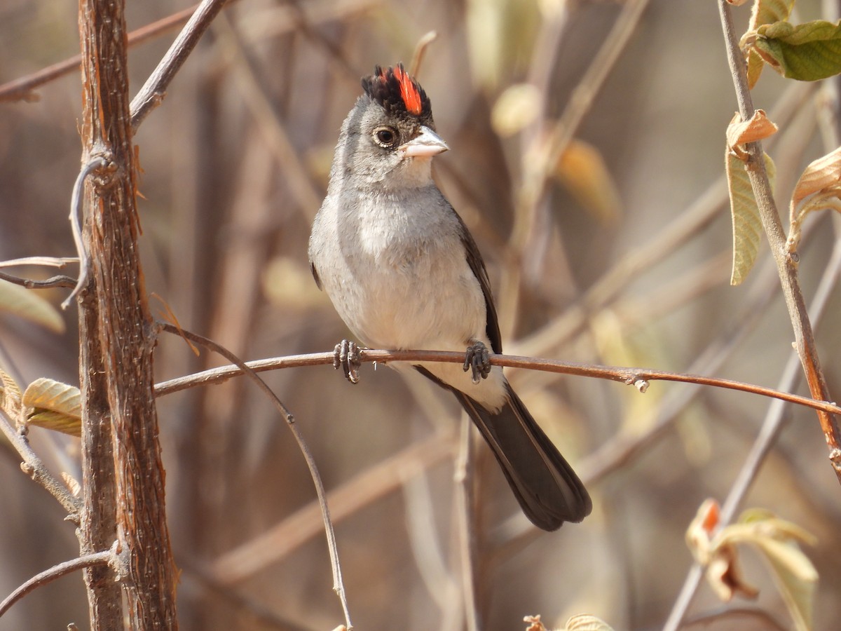 Pileated Finch - ML647072671
