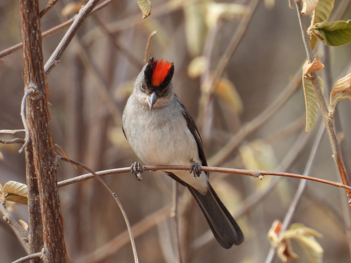 Pileated Finch - ML647072672